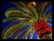 Christmas Palm Tree.jpg